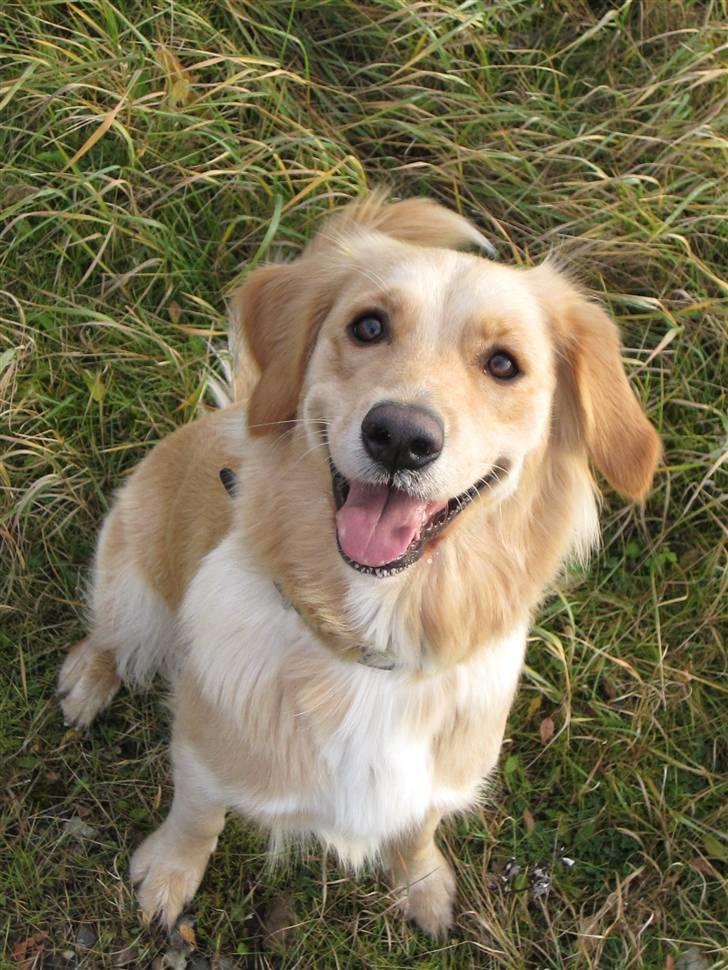 Golden retriever Sif billede 19