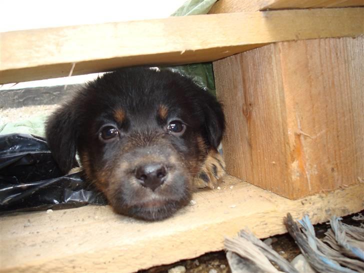 Blanding af racer Bobby billede 1