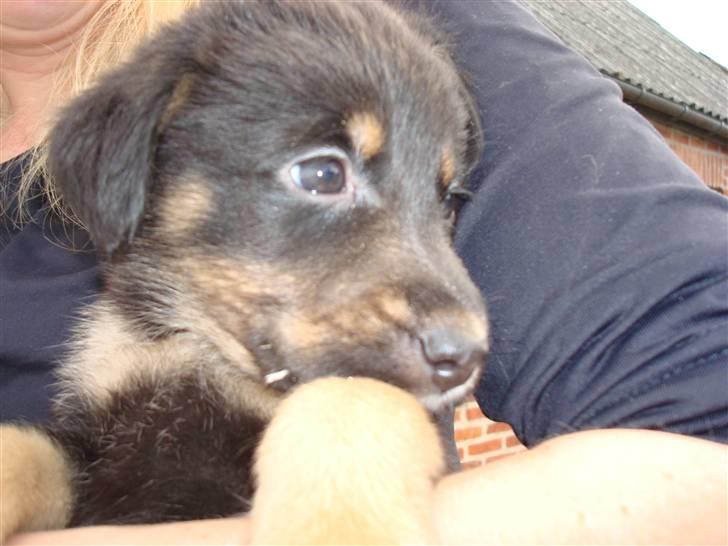 Blanding af racer Bobby billede 2