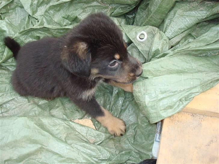 Blanding af racer Bobby billede 3