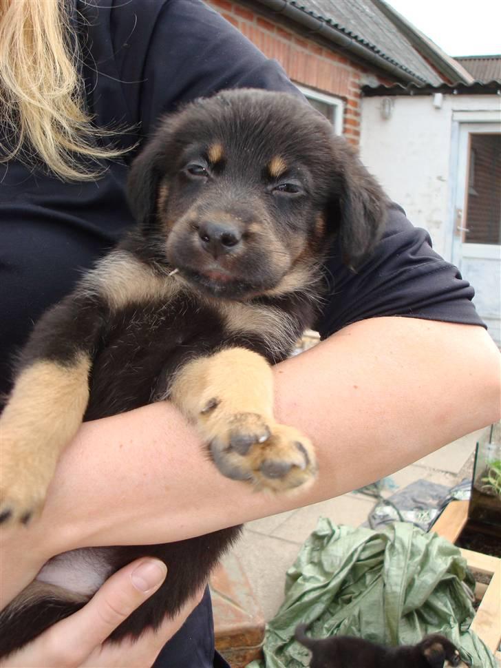 Blanding af racer Bobby billede 4