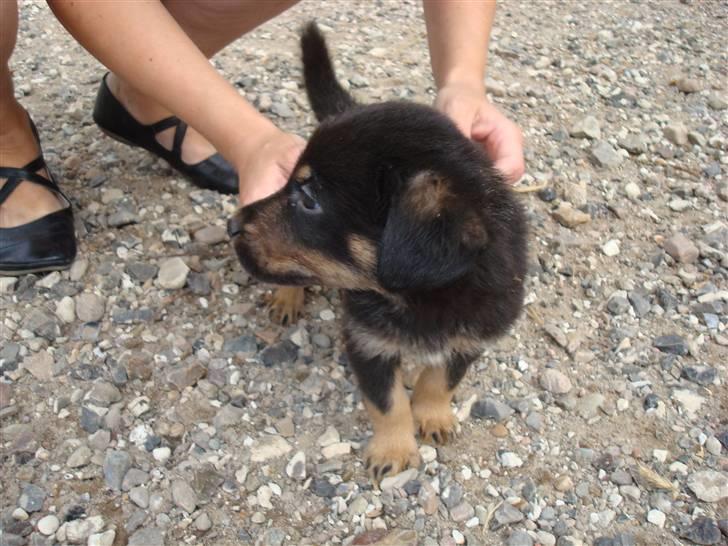 Blanding af racer Bobby billede 5