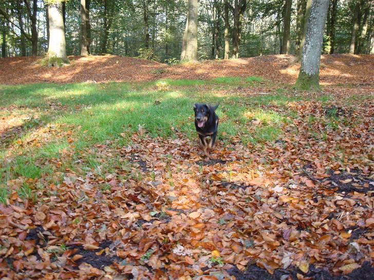 Blanding af racer Bobby billede 6