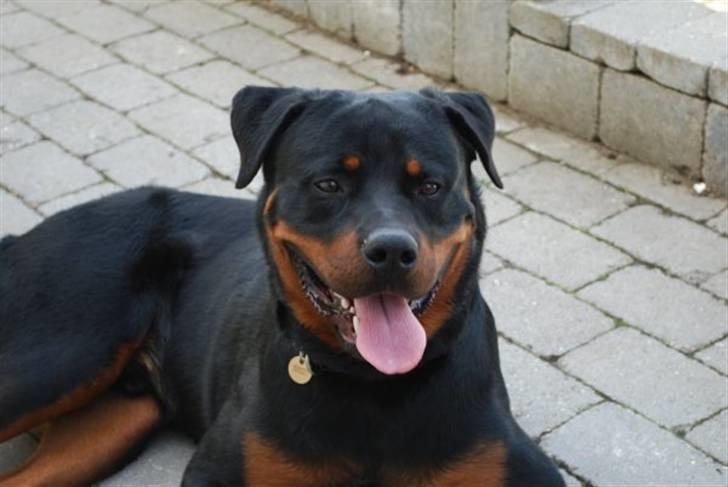 Rottweiler Tarza-Khane Vom Dornenhof billede 1