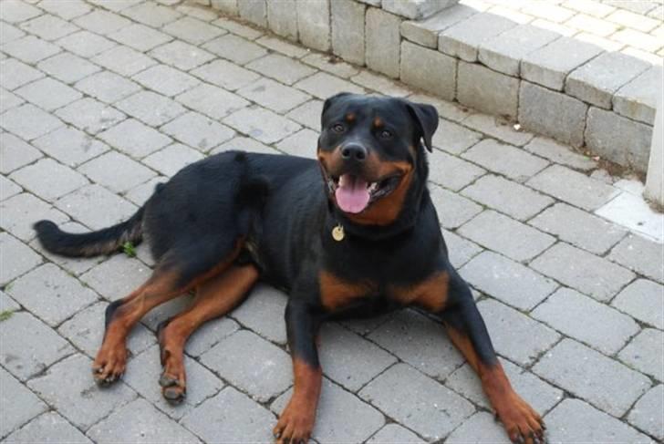 Rottweiler Tarza-Khane Vom Dornenhof billede 2