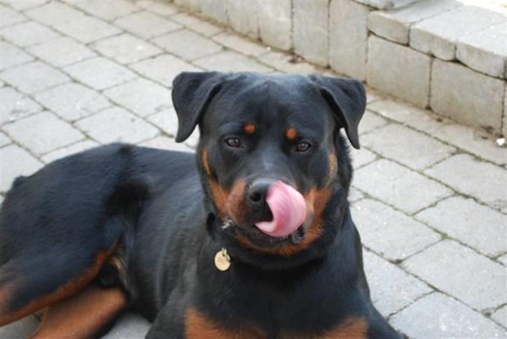 Rottweiler Tarza-Khane Vom Dornenhof billede 3
