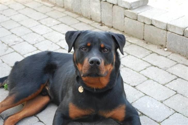 Rottweiler Tarza-Khane Vom Dornenhof billede 4