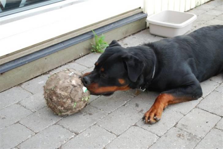 Rottweiler Tarza-Khane Vom Dornenhof billede 5