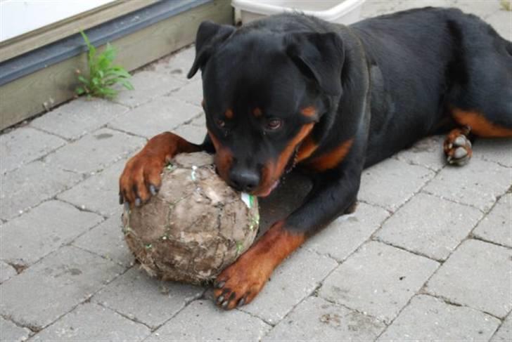 Rottweiler Tarza-Khane Vom Dornenhof billede 6