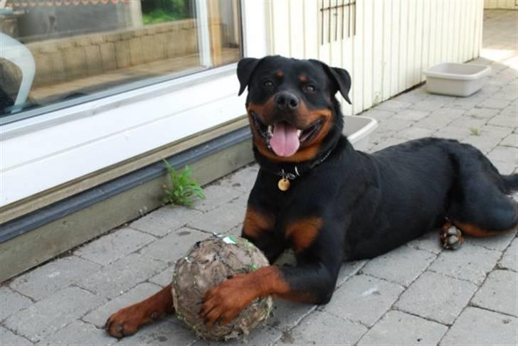 Rottweiler Tarza-Khane Vom Dornenhof billede 7