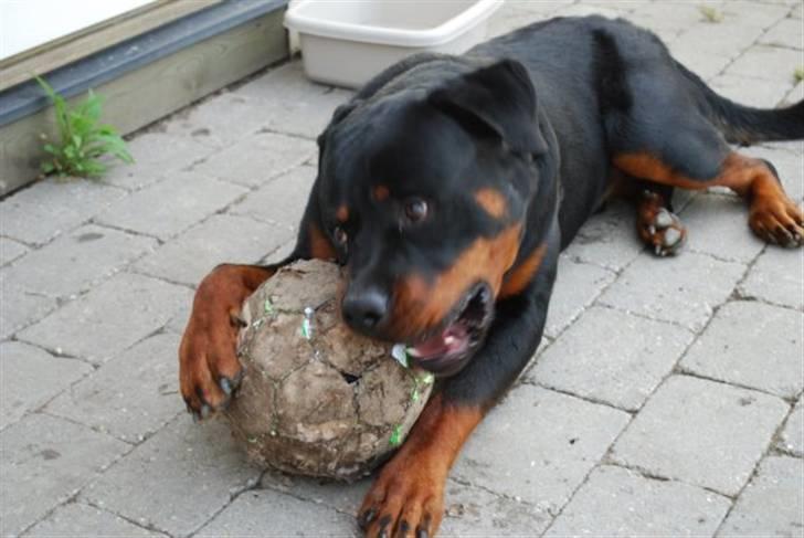 Rottweiler Tarza-Khane Vom Dornenhof billede 8