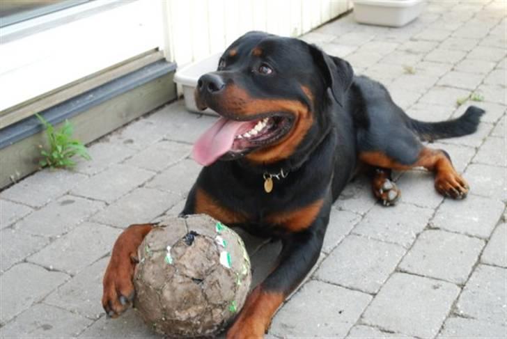 Rottweiler Tarza-Khane Vom Dornenhof billede 9