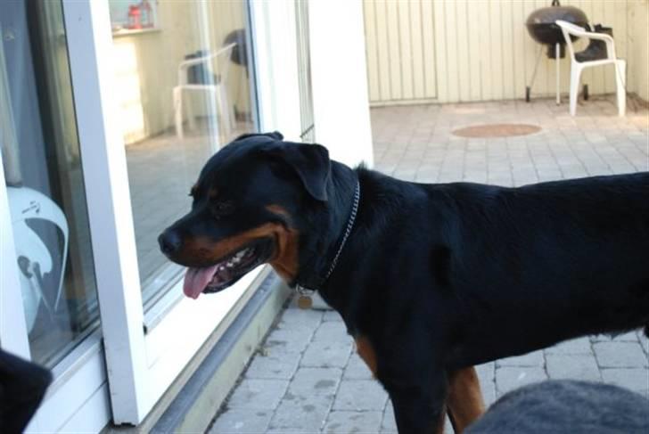 Rottweiler Tarza-Khane Vom Dornenhof billede 10