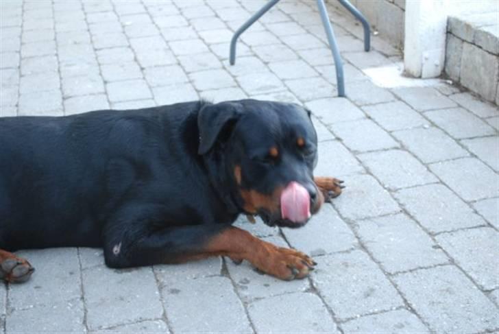 Rottweiler Tarza-Khane Vom Dornenhof billede 11