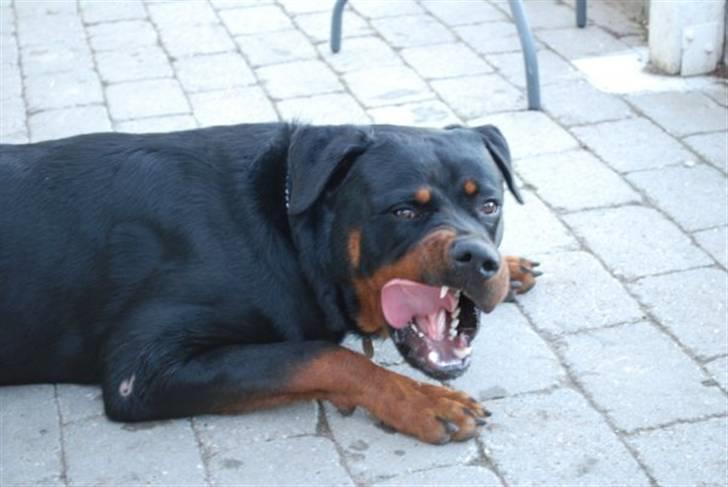 Rottweiler Tarza-Khane Vom Dornenhof billede 12