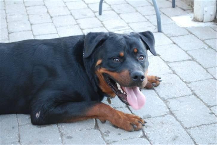 Rottweiler Tarza-Khane Vom Dornenhof billede 13