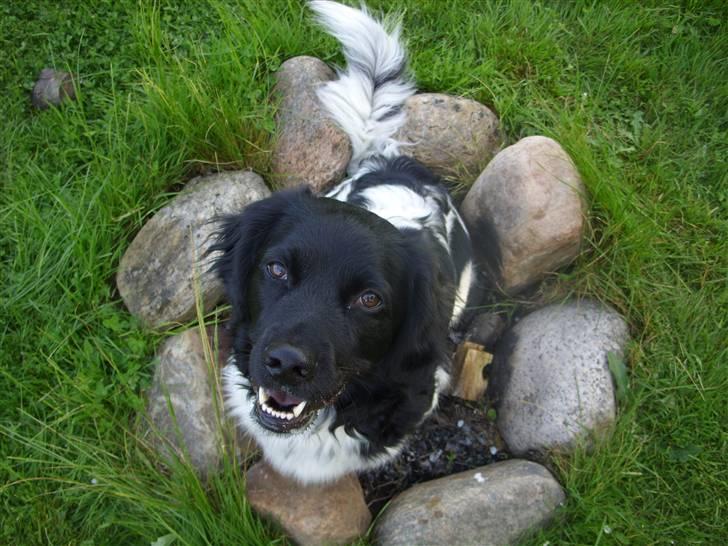 Stabijhoun Sigga billede 8