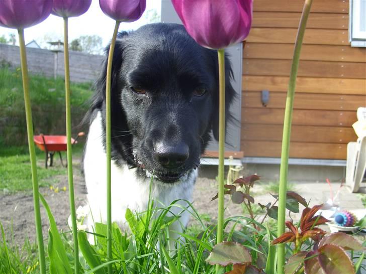 Stabijhoun Sigga billede 9