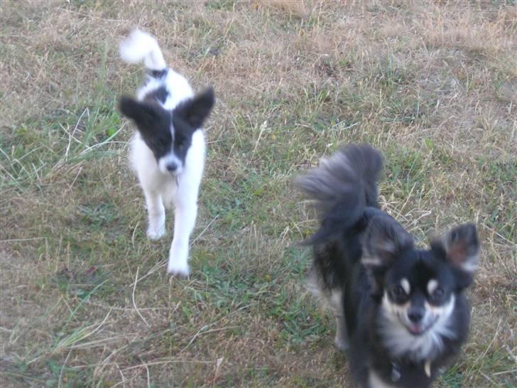 Chihuahua Lui billede 17