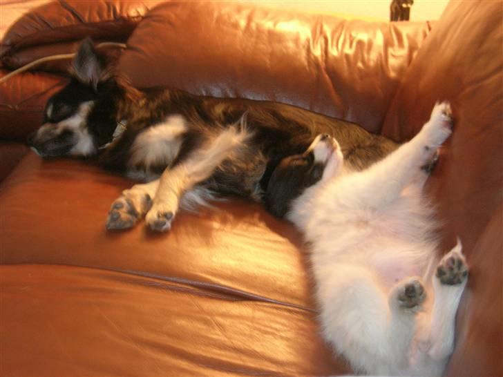 Chihuahua Lui billede 18