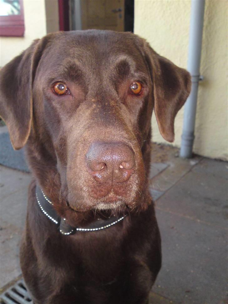 Labrador retriever Twix - Mig billede 1