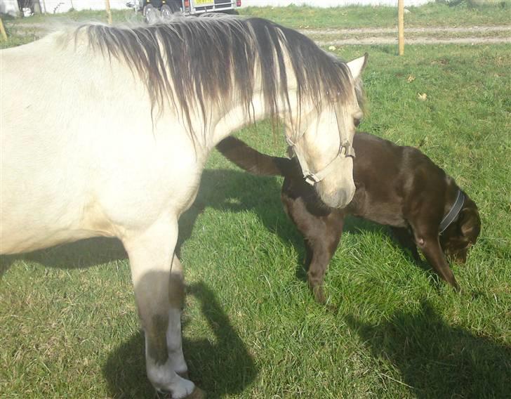 Labrador retriever Twix - Mister og Twix billede 2