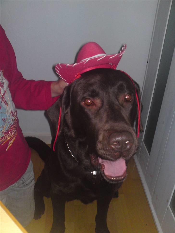 Labrador retriever Twix billede 3