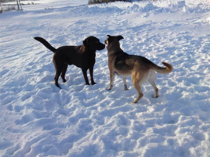 Labrador retriever Twix - Twix og Freja billede 4