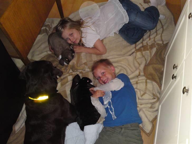 Labrador retriever Twix - unger kaniner og mig billede 5