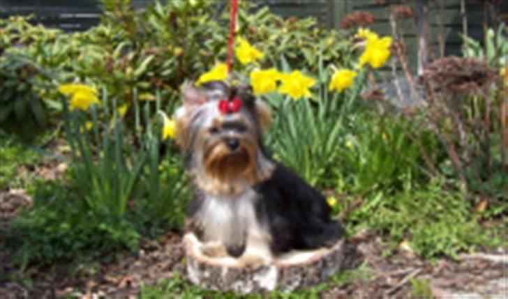Yorkshire terrier Con´danica Easy Kiss "Ida billede 1