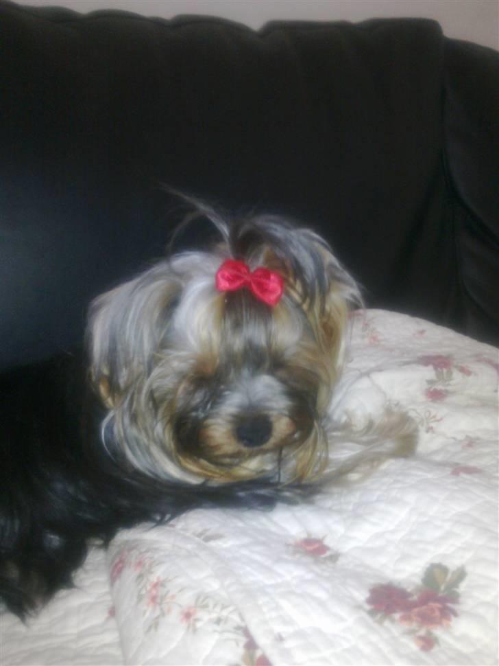 Yorkshire terrier Con´danica Easy Kiss "Ida billede 2