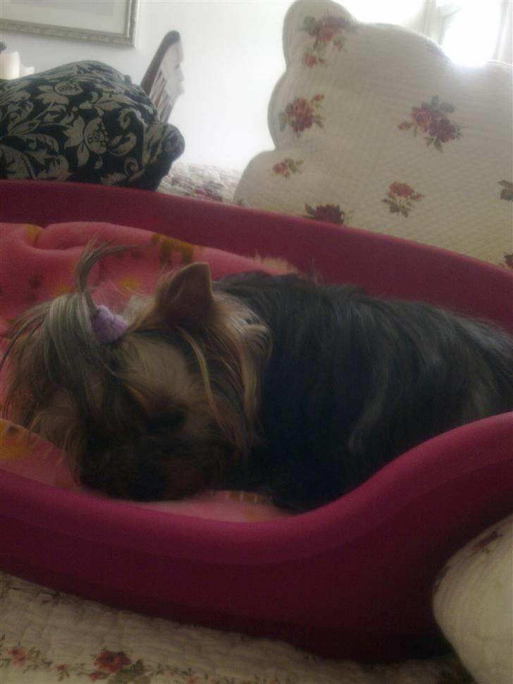 Yorkshire terrier Con´danica Easy Kiss "Ida billede 3