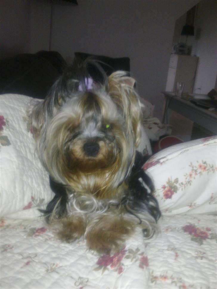 Yorkshire terrier Con´danica Easy Kiss "Ida billede 4