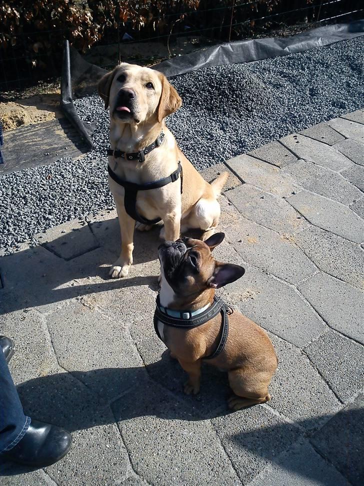 Fransk bulldog Willie - 9 måneder. Willie med sin legekammerat, Rex, som han gik i børnehave med :-)) billede 16