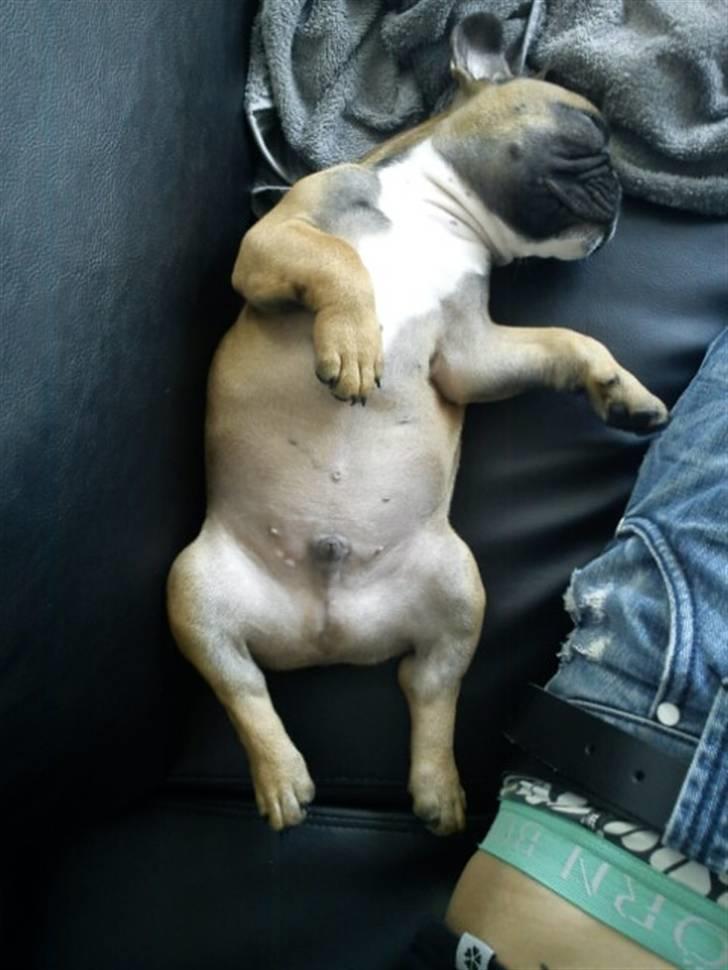 Fransk bulldog Willie - 10 uger. billede 18