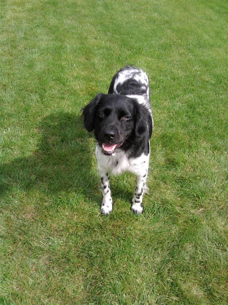 Stabijhoun Sigga billede 10