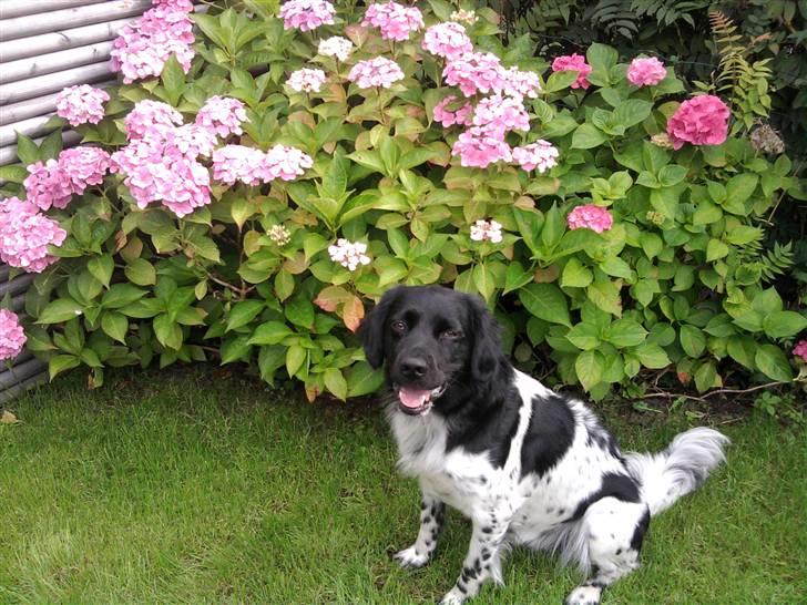 Stabijhoun Sigga billede 11