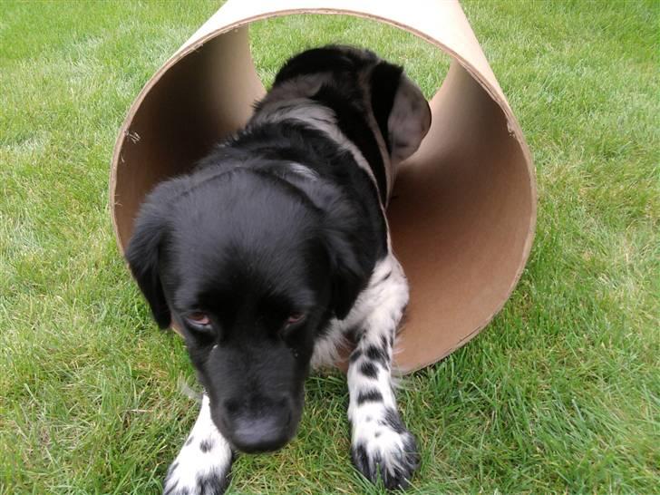 Stabijhoun Sigga billede 12