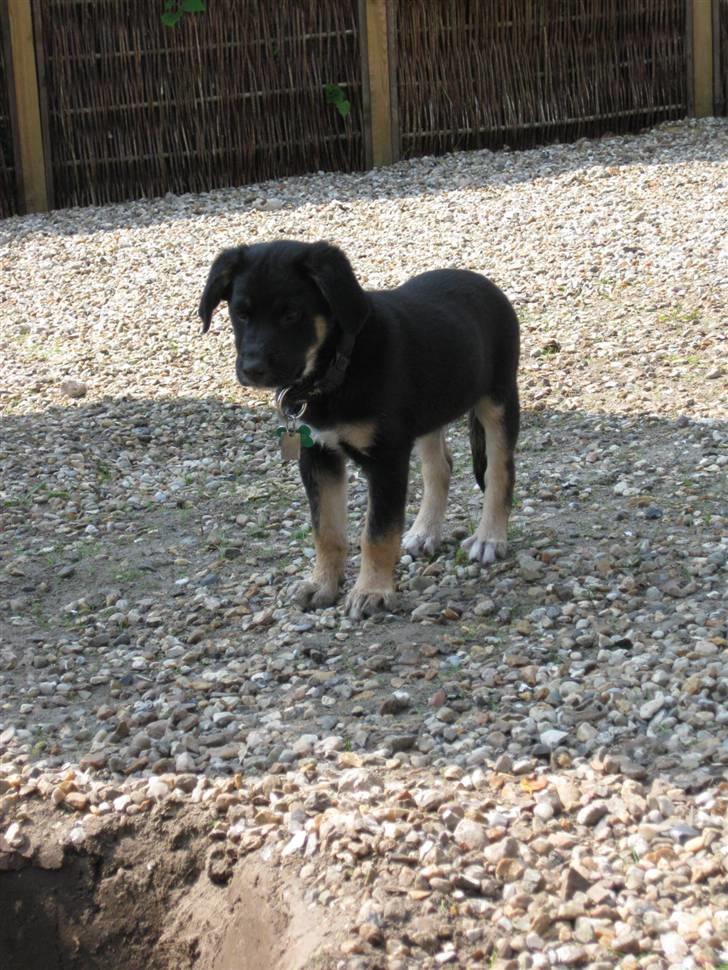 Blanding af racer Balder R.I.P. billede 8