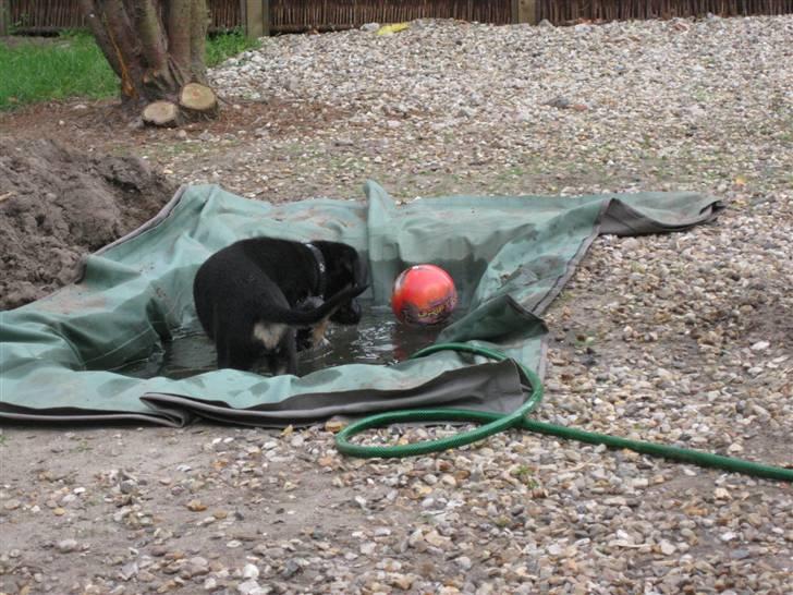 Blanding af racer Balder R.I.P. - far har lavet pool til os... elsker vand billede 9