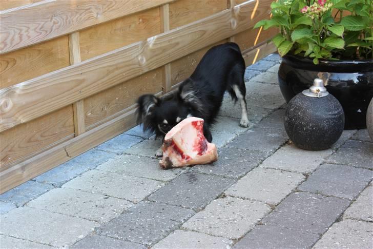 Chihuahua Kenzo - mums... lækkert med et ben på terassen.. ;O) billede 14