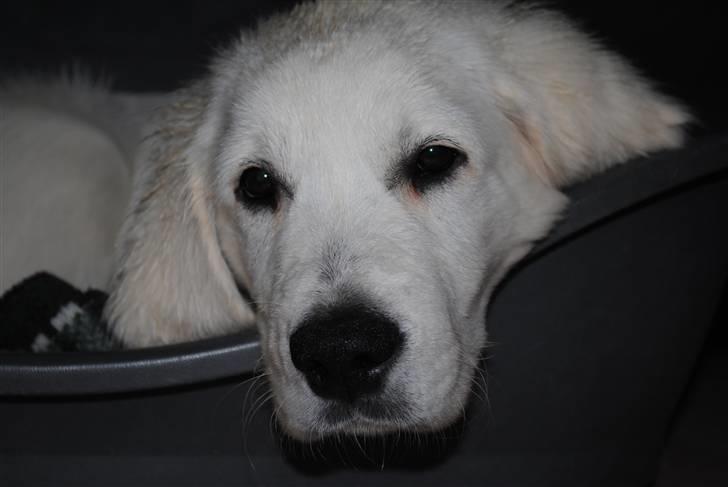 Golden retriever Walde billede 1
