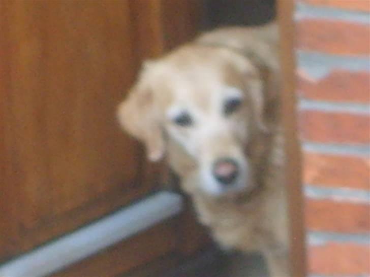 Golden retriever Daisy - nååårrr en lille hundebasse<3 billede 10