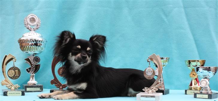 Chihuahua Kenzo - Seee... det er hvad jeg opnået indtil videre... :L billede 15