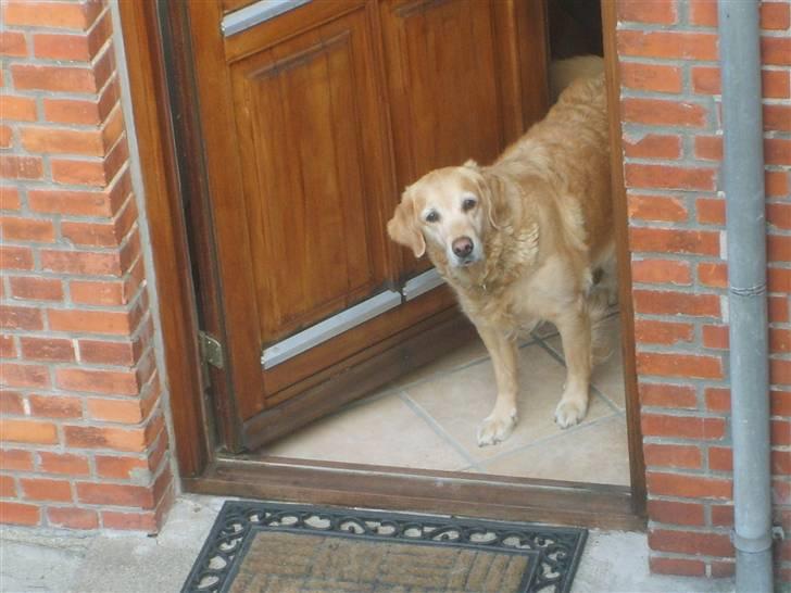 Golden retriever Daisy - hvad laver du der oppe??  ps står på min terasse:) billede 11
