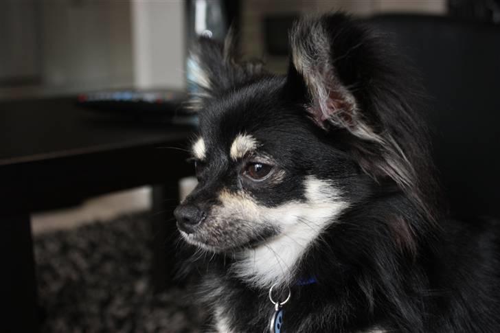 Chihuahua Kenzo - Kenzo 9 mdr gammel om nogle uger.. han får mere og mere manke..:O) billede 16