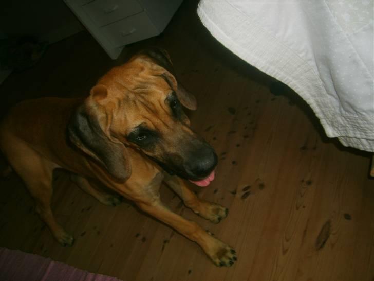 Grand danois Liva - rækker lige tunge til dig;D billede 14