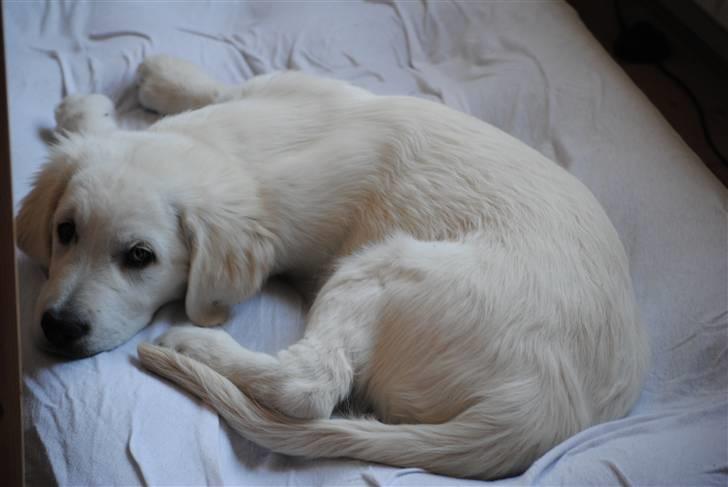 Golden retriever Walde billede 2