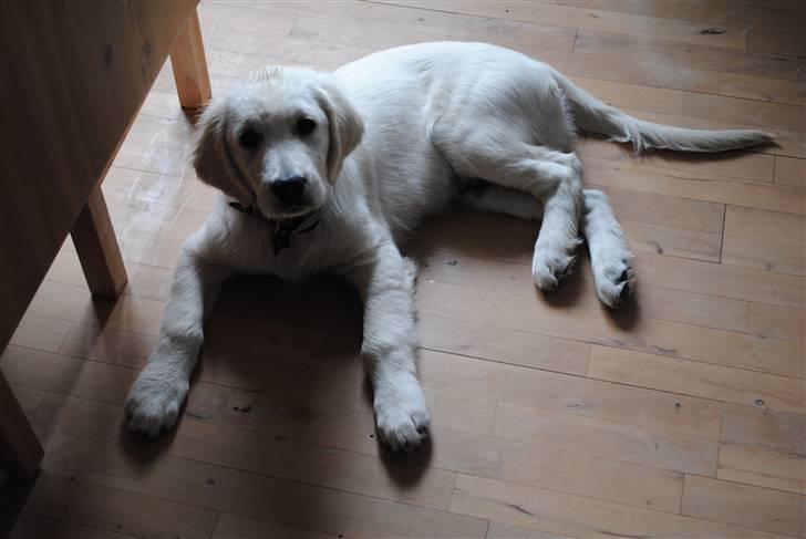 Golden retriever Walde billede 3