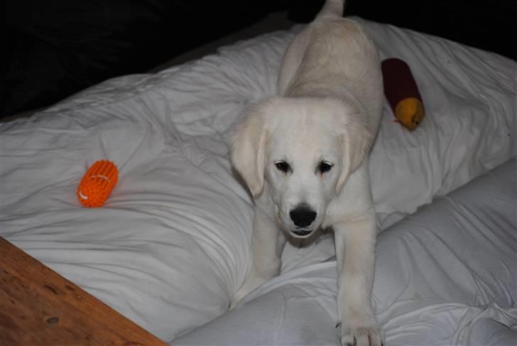 Golden retriever Walde billede 4